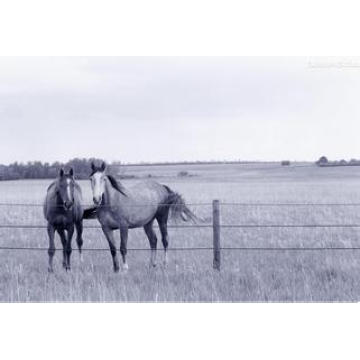 China Anping tragbare Horse Panels